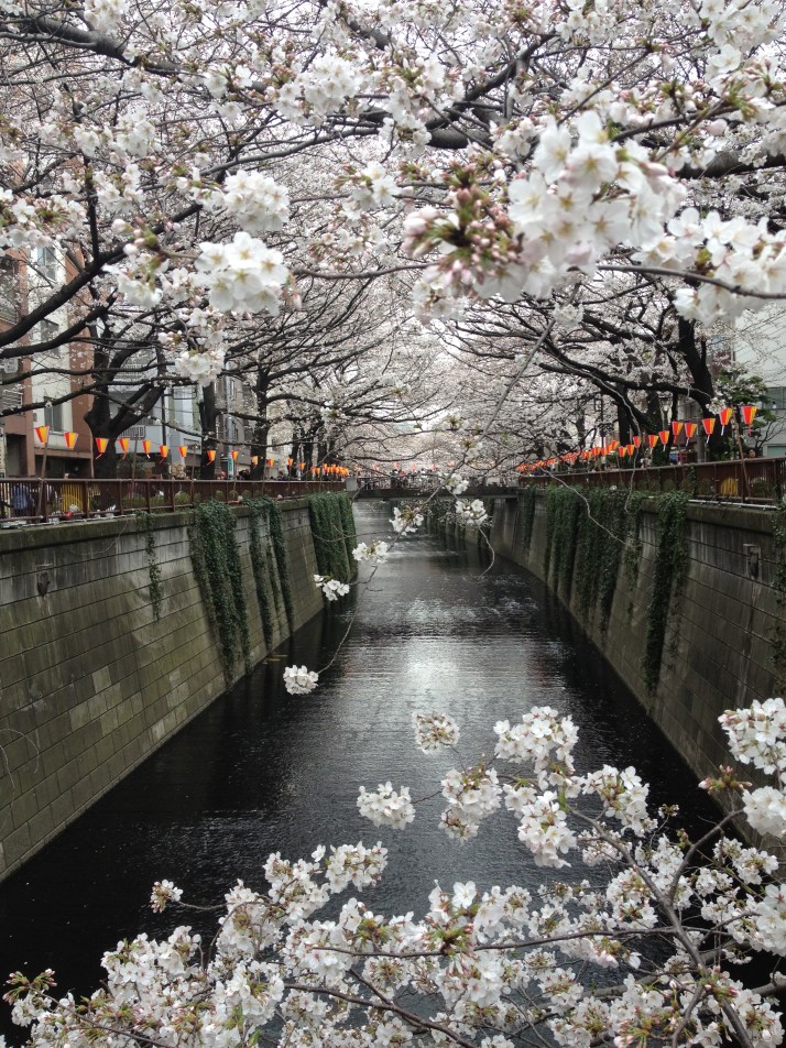 Ya ha llegado el sakura a Nakameguro en 2013 (Foto de Naomi Hatta)