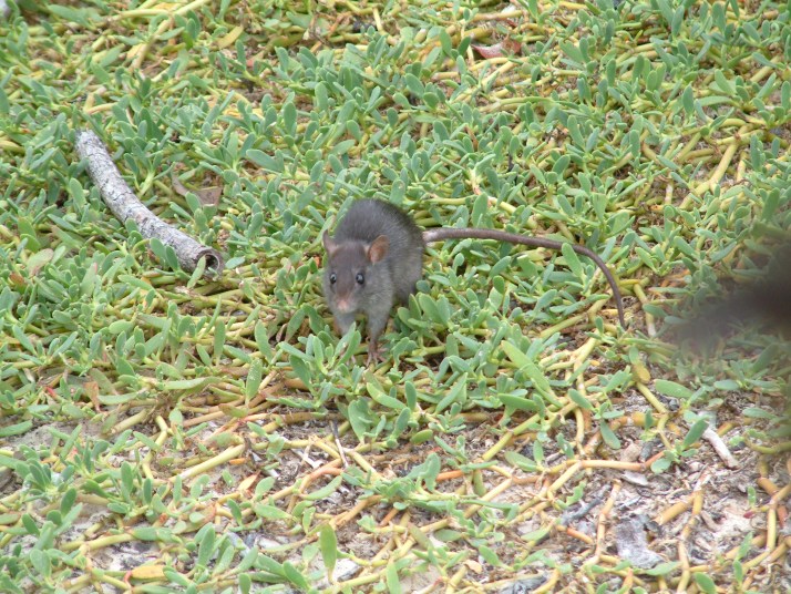 Otra tapa de ceviche por favor!