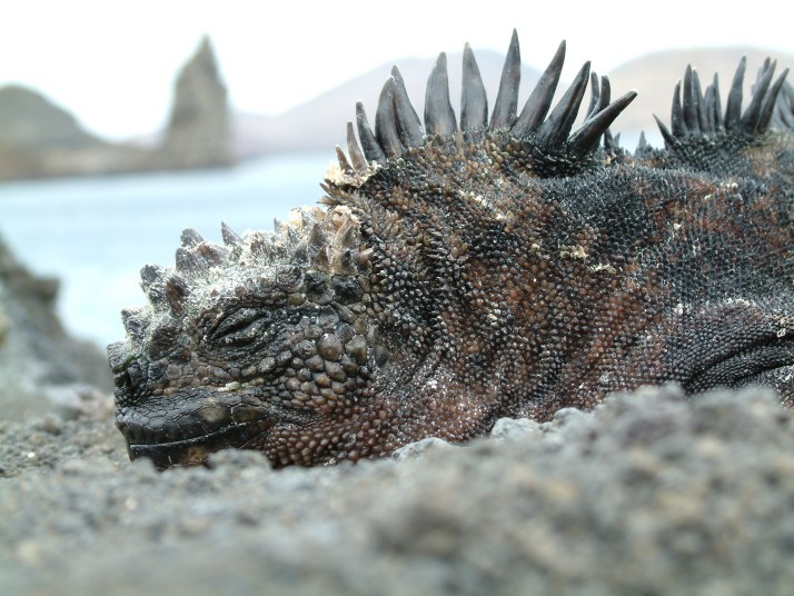 Iguana con el Pináculo de fondo (Foto por Pietro Belli)