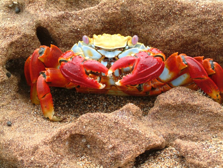 Uno de los abundantes cangrejos zapaya (Foto por Pietro Belli)