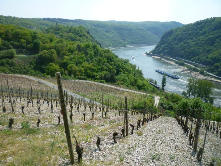 Vinedos con el Rin al fondo