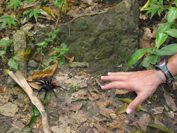 Tarantula 1