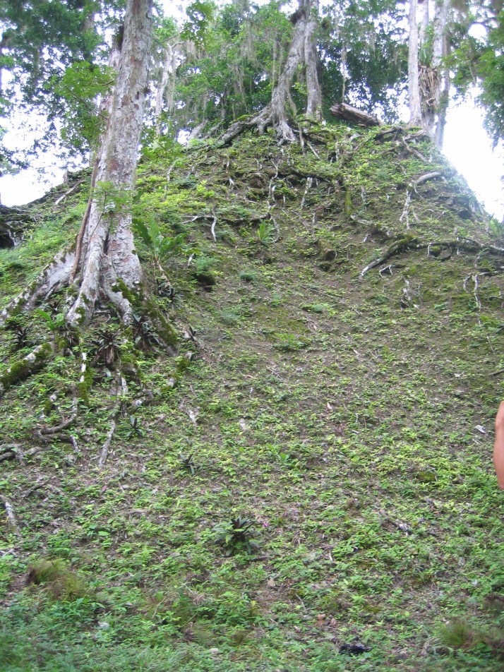 La selva lo cubre todo