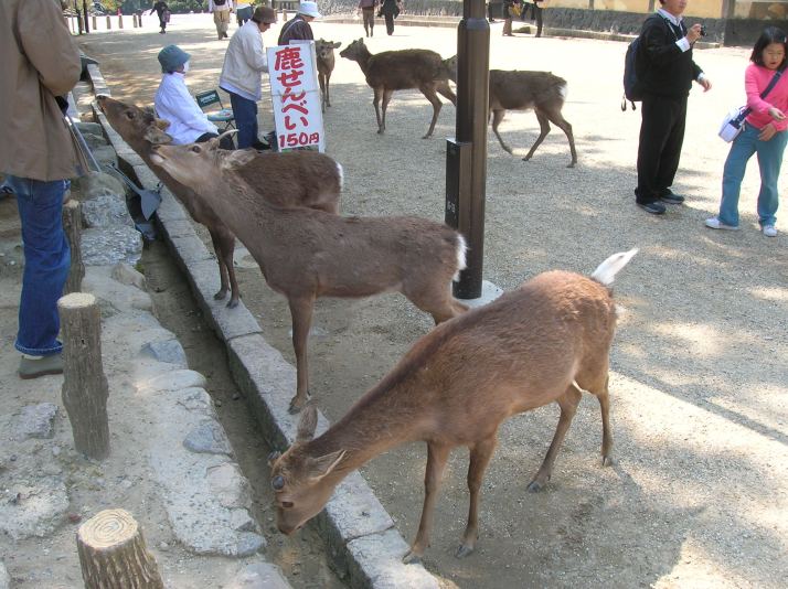 Los famosos ciervos de Nara
