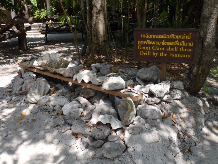 Almejas gigantes traidas por el tsunami de 2004