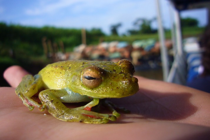 4.- Dia 4 - Tortuguero